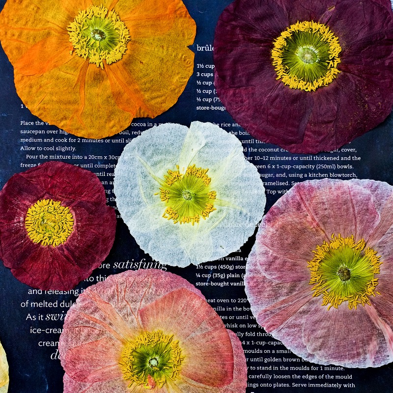Resin Art Photo Frame - 1 adet, Doğa Alanı Haşhaş Preslenmiş