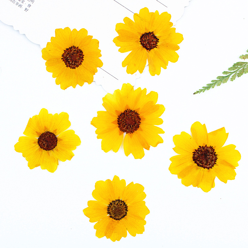 Resin Art Photo Frame - 24 adet, Doğal Krizantem Gerçek Preslenmiş