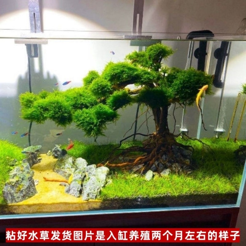 Profesyonel Çevre Dostu Ahşap  - Resin Art With Wood incelemesi ve fiyatı