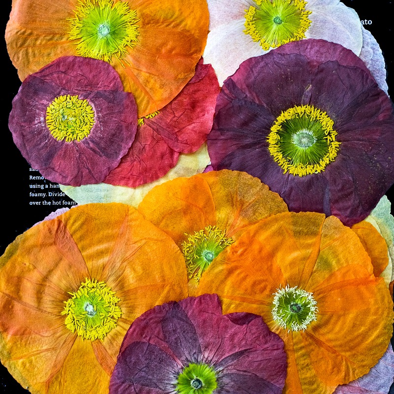 1 adet, Doğa Alanı Haşhaş Pres - Resin Art Photo Frame incelemesi ve fiyatı