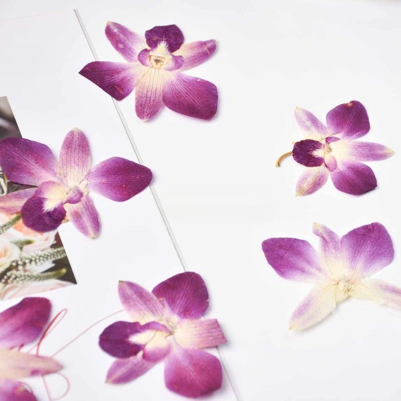4 adet, Gerçek Preslenmiş Kele - Resin Art Photo Frame incelemesi ve fiyatı