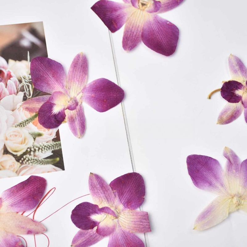 4 adet, Gerçek Preslenmiş Kele - Resin Art Photo Frame incelemesi ve fiyatı